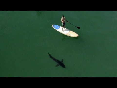Drone Video Captures Human Encounters With Great White Sharks off Southern California Coast | CBS This Morning
