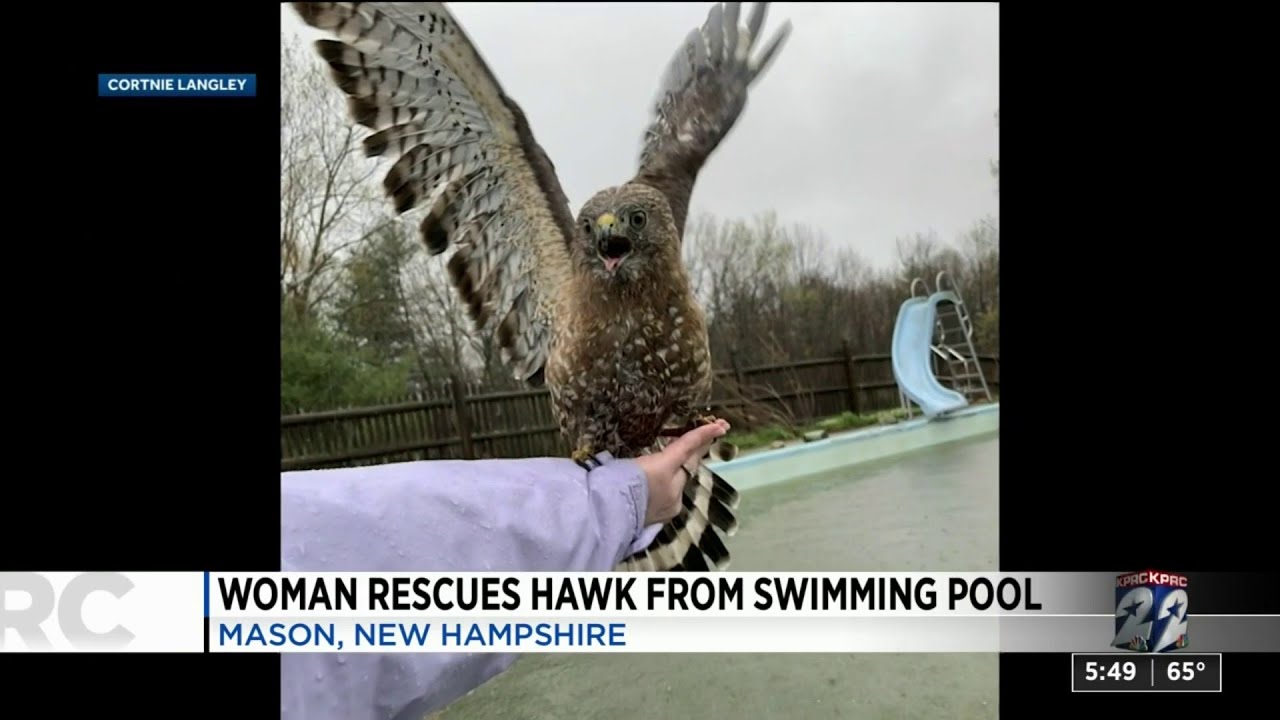Hawk Perches on Womanâ€™s Arm After She Saved It From Swimming Pool