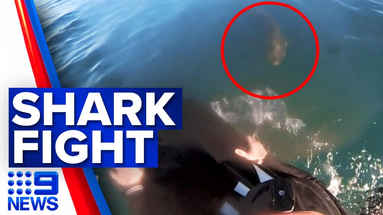 Bodyboarder Confronted by Shark on the Mornington Peninsula | 9 News Australia