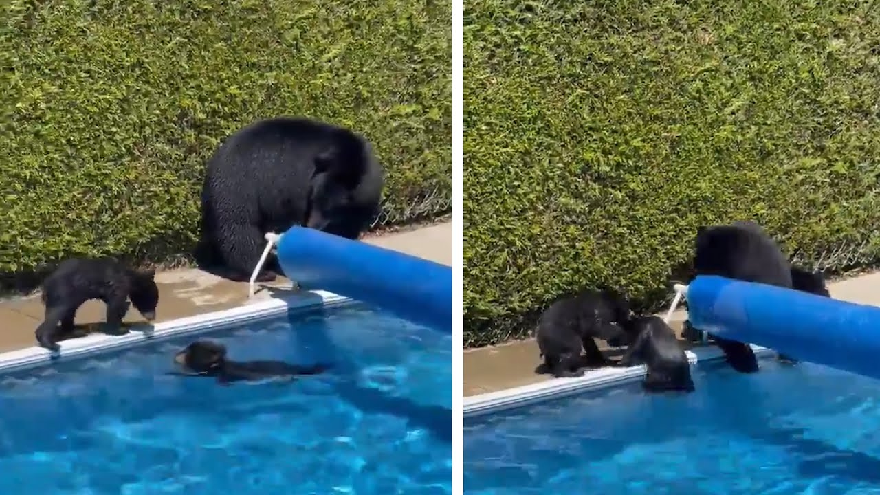 Canada Heatwave: Bears Cool Off in Swimming Pool Amid New High-Temperature Record | The Telegraph Canada Heatwave: Bears Cool Off in Swimming Pool Amid New High-Temperature Record | The Telegraph