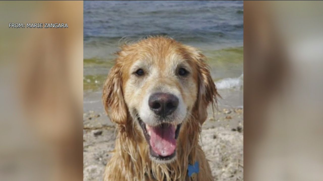 Golden Retriever Missing For 2 Weeks Found Swimming in Bay by NJSP, Reunited With Owners | FOX 29 Philadelphia