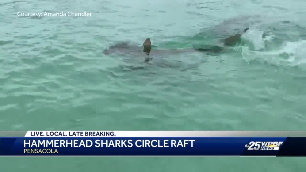 Pensacola Swimmers’ Raft Circled by 7 Hammerhead Sharks | WPBF 25 News