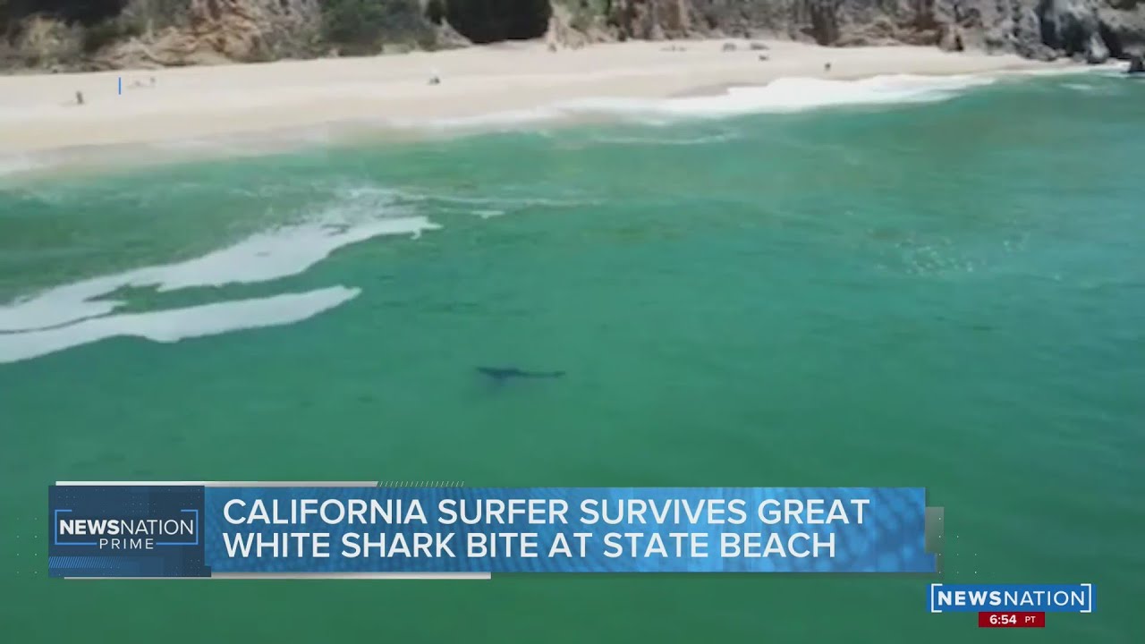 Shark Bites Swimmer off Northern California Beach | NewsNation Now