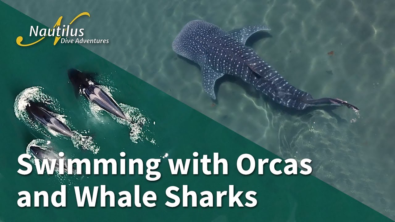 Swimming with Orcas and Whale Sharks #Orca #WhaleShark #Baja | Nautilus Liveaboards