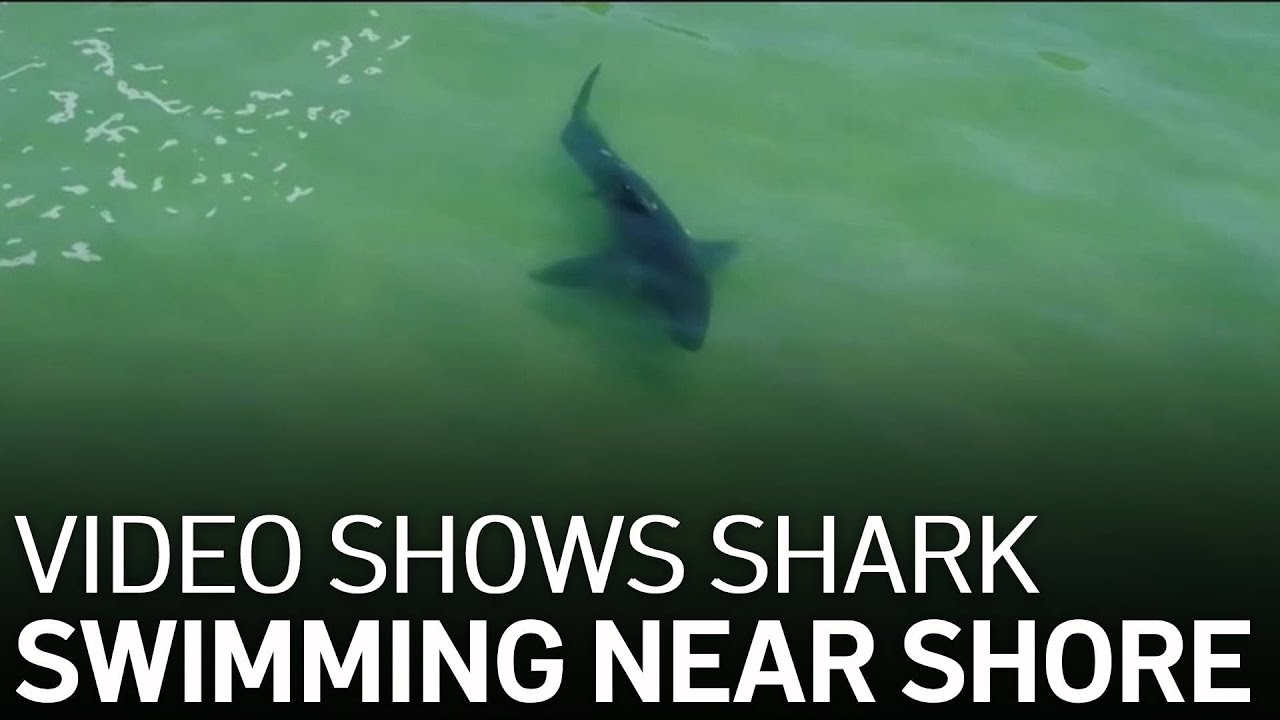 Video Shows Shark Swimming in Same Area as Recent Surfer Attack | NBC Bay Area