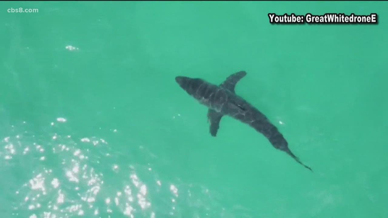 10-Year-Old Boys Drone Spots Great White Shark off Coast in Del Mar | CBS 8 San Diego