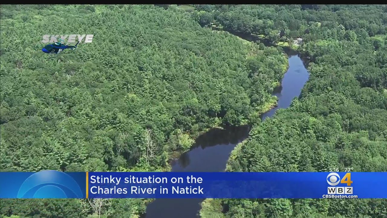 ‘Abnormal Odors’ Reported in Charles River; Natick Recommends No Swimming or Boating | CBS Boston