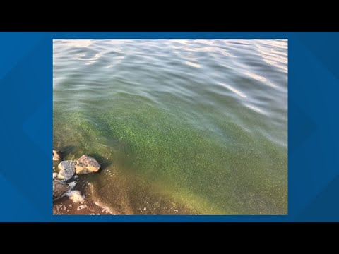 Officials Warning Folks to Not Swim in Saylorville Lake This Weekend Due to Algae Growth | We Are Iowa Local 5 News