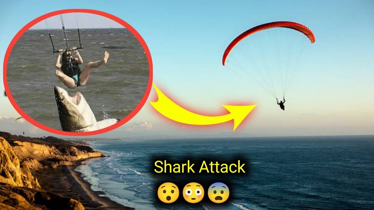 Shark Leaps Out of Water and Bites Parasailer in Bizarre Attack | Yahoo! Shark Leaps Out of Water and Bites Parasailer in Bizarre Attack | Yahoo!