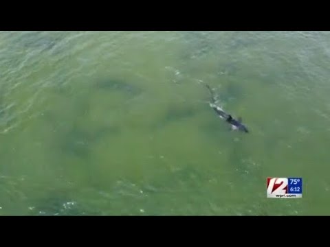 Shark Sighting Clears Water at Narragansett Town Beach | WPRI