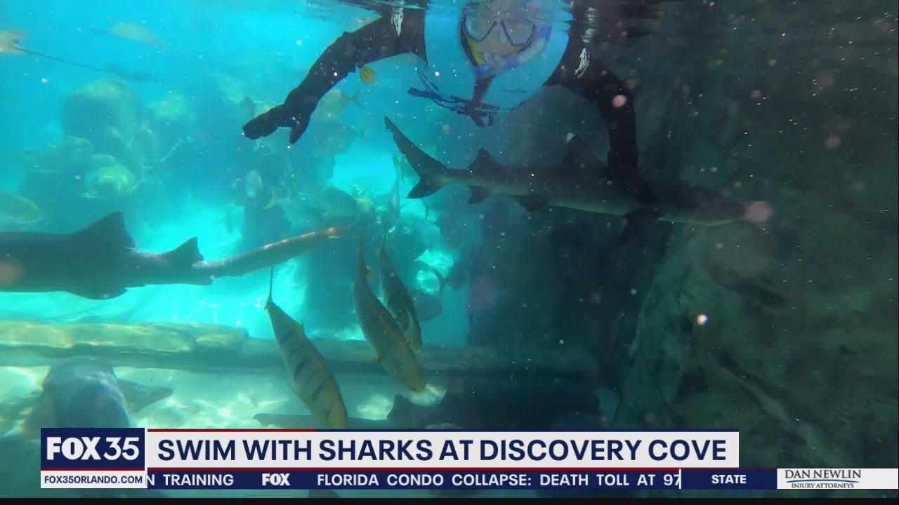 Swim With Sharks at Discovery Cove | FOX 35 Orlando