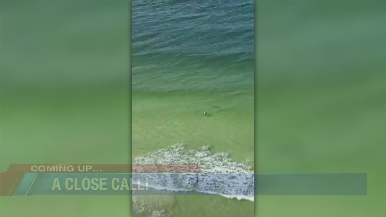 Swimmer Narrowly Avoids Encounter With Hammerhead Shark | WMBB News 13