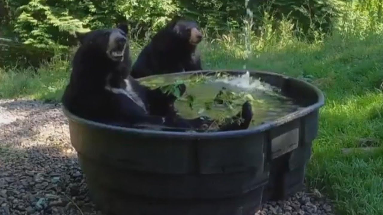 These Bears Know How to Beat the Heat | Inside Edition