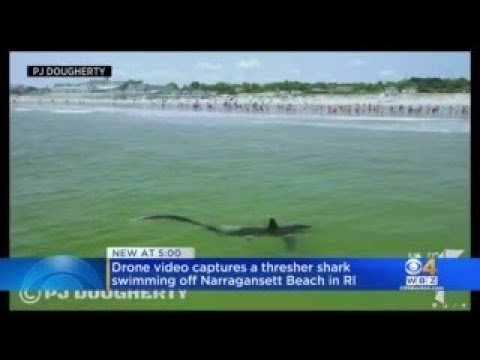 Thresher Shark Swims Near Shore At Narragansett Beach In Rhode Island | CBS Boston
