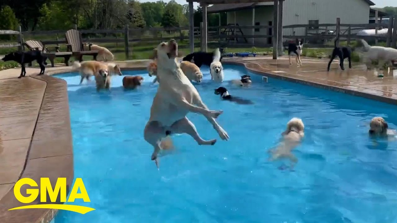 We Found the Hottest Summer Destinationâ€¦and It’s This Swimming Pool Full Of Dogs l GMA
