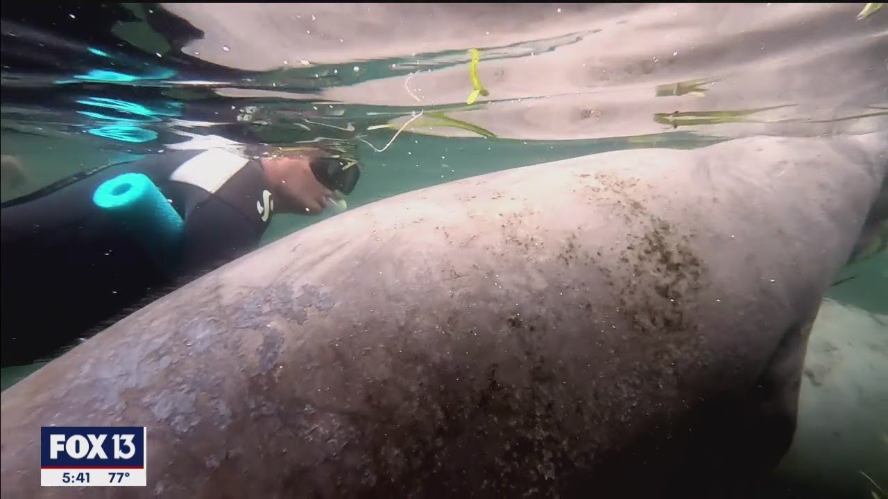 You Can Swim With Manatees in Crystal River, Florida | FOX 13 Tampa Bay
