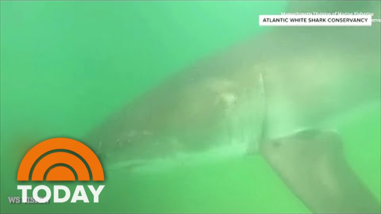 12-Year-Old Girl Is Latest Victim Of Shark Attack | TODAY
