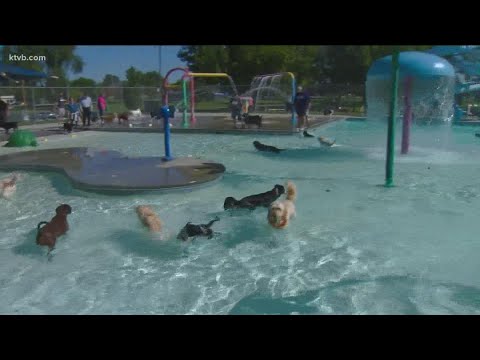 13th Annual Pooch & Splash Party Offers Strolls, Swimming for Community Dogs | KTVB