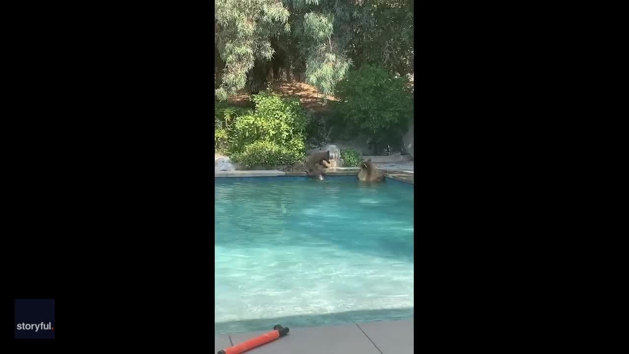Dog Excitedly Rings Bell After Seeing Bears in Swimming Pool | KTVU FOX 2 San Francisco