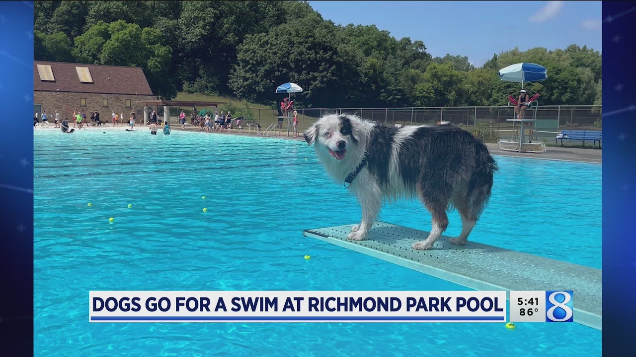 Dogs Go For a Swim at Richmond Park Pool | WOOD TV8