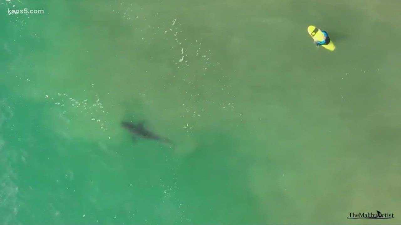 Drone Video Shows Great White Sharks Swimming Among People | KENS 5: Your San Antonio News Source