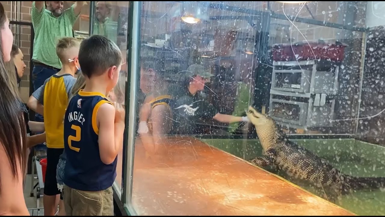 Guests Jump in to Rescue Handler Bitten by Alligator | FOX 13 News Utah