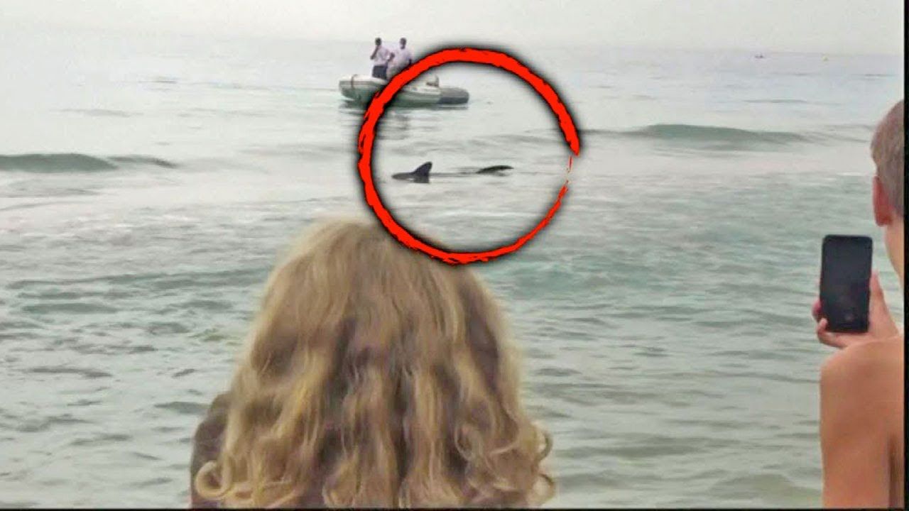 Sharks Spotted at Beaches in Spain and New York City | Inside Edition