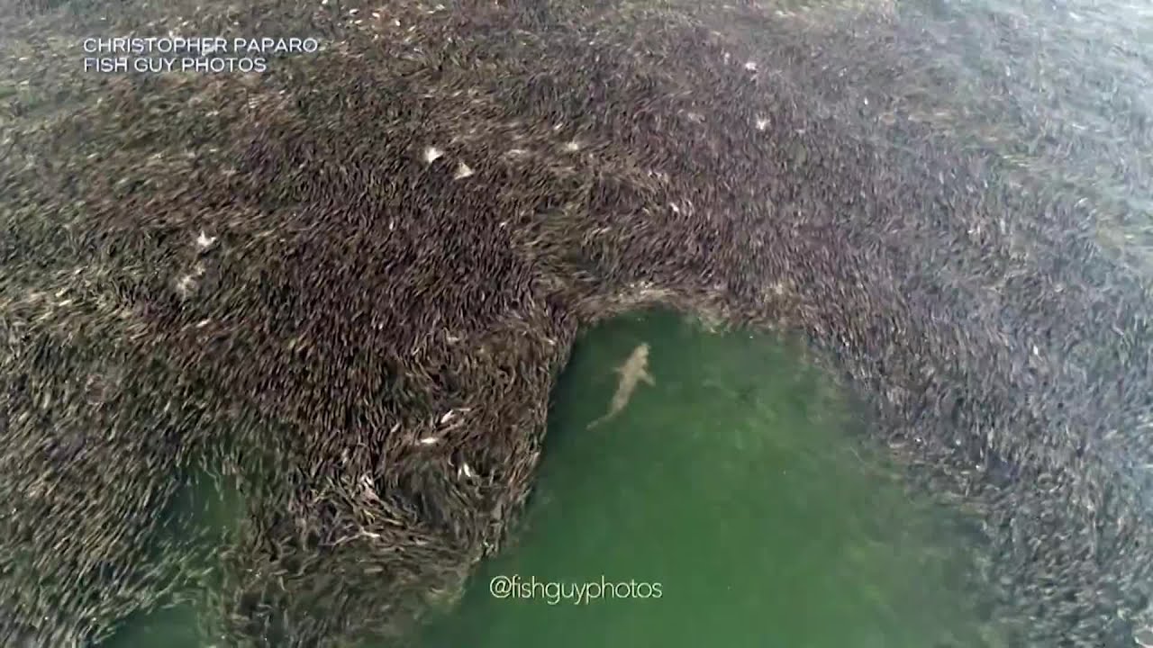 Swimming Banned after Many Sharks Spotted in Surf at NY Beaches | CBS 17