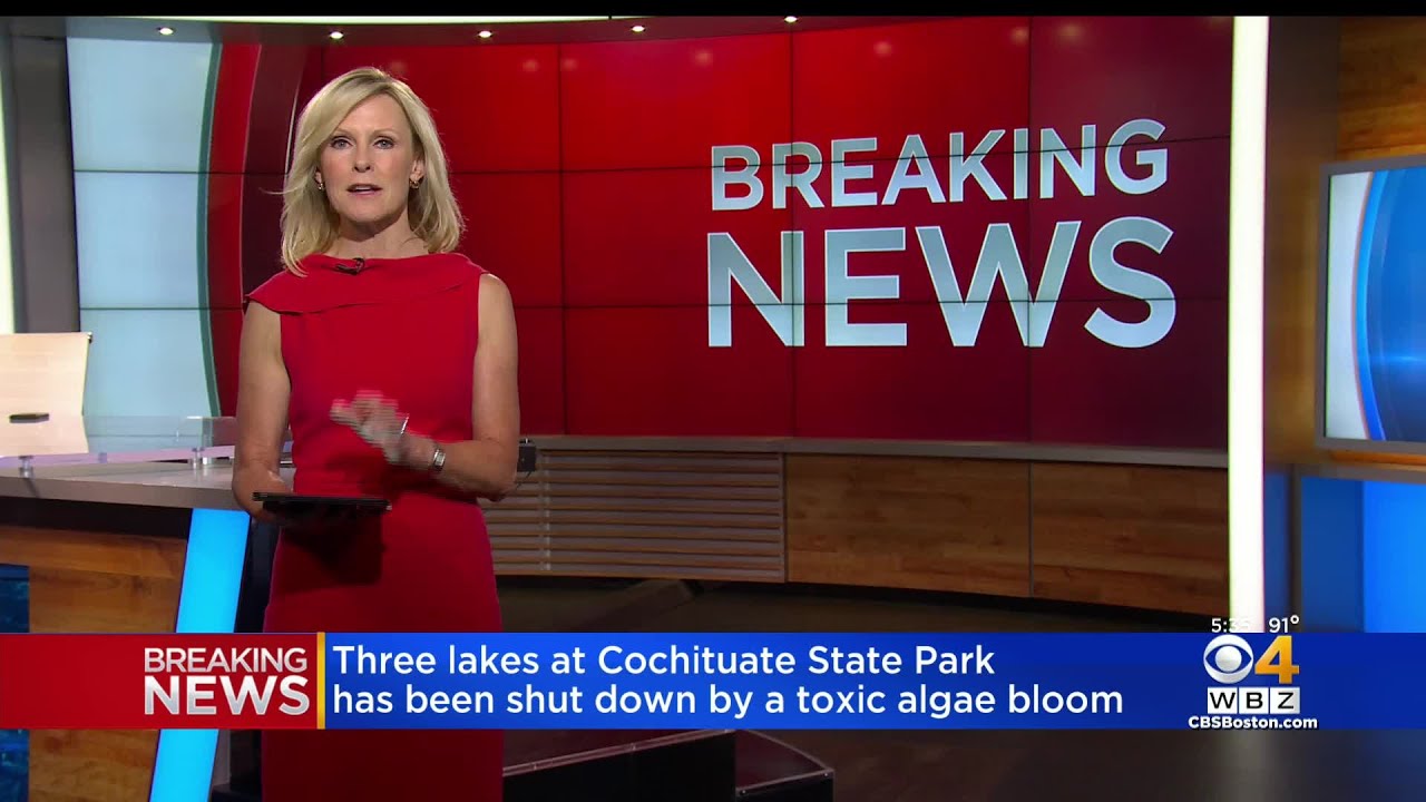 Toxic Algae Bloom Shuts Down Swimming At Cochituate State Park | CBS Boston