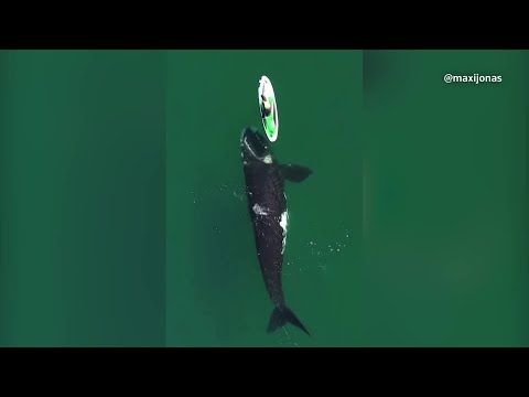 Drone Captures Curious Whale Swimming Around Kayaker