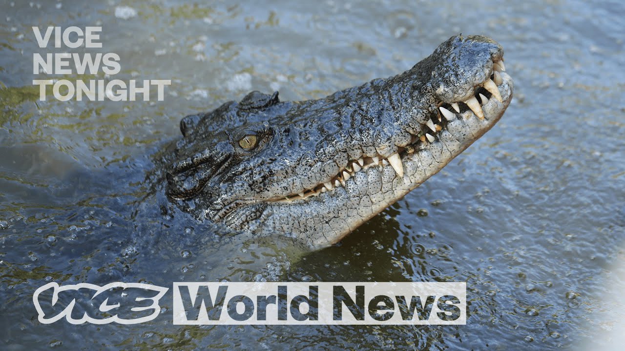 Man-Eating Crocodiles Are at Record Numbers, & Conservationists Love It | VICE News