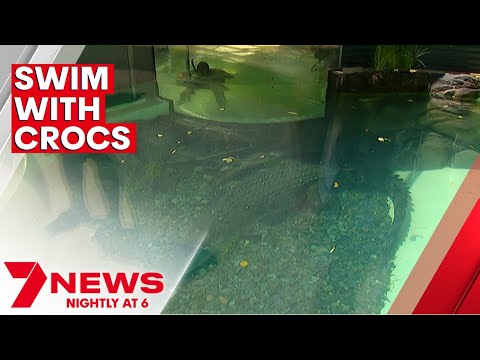 One-of-a-Kind Attraction in Queensland Allows People to Swim With Crocodiles | 7NEWS