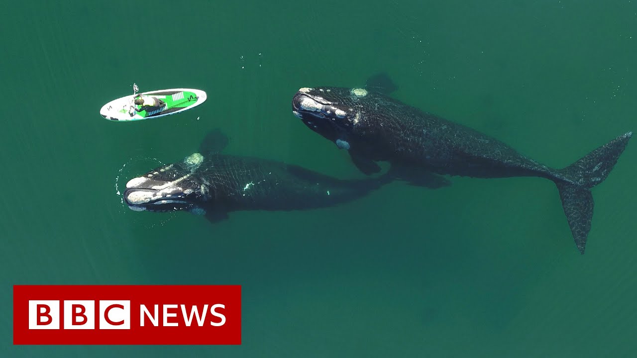 Paddle Boarderâ€™s Encounter With Curious Whales – BBC News