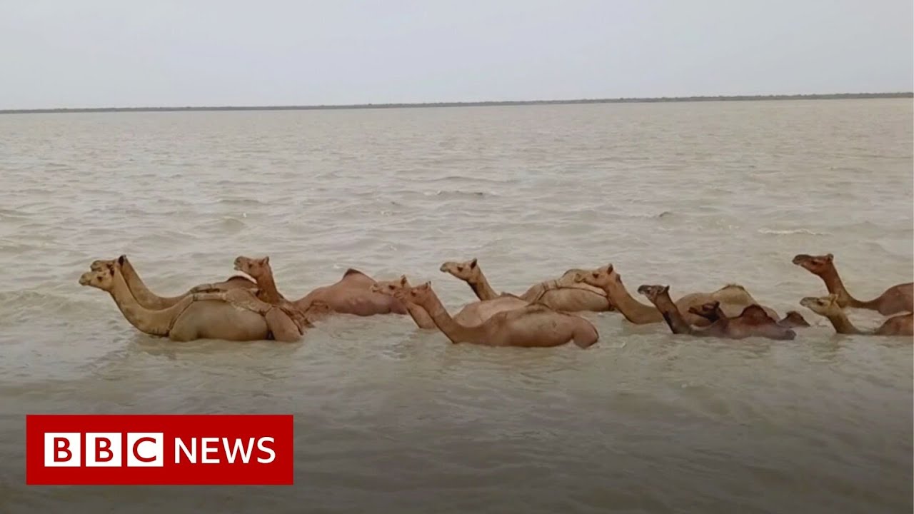The Rare Indian Swimming Camels Under Threat | BBC News