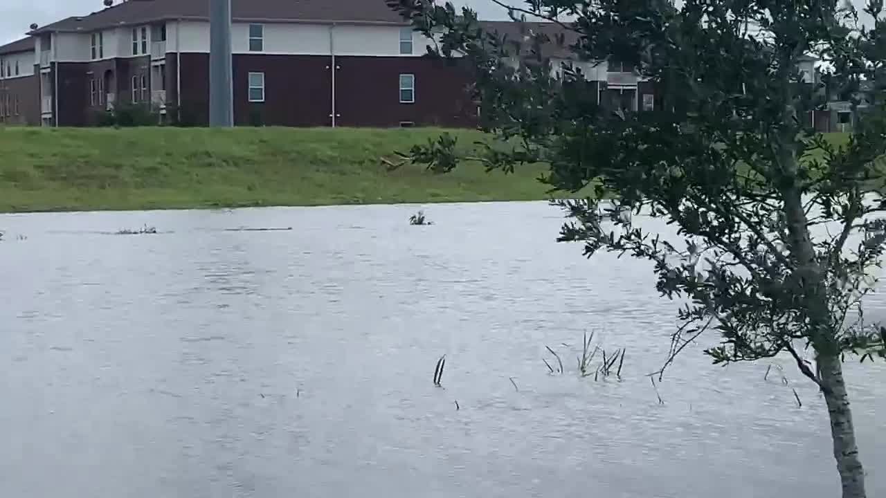 Video Shows Dolphin Swimming in Louisiana Neighborhood After Hurricane Ida | FOX 35 Orlando