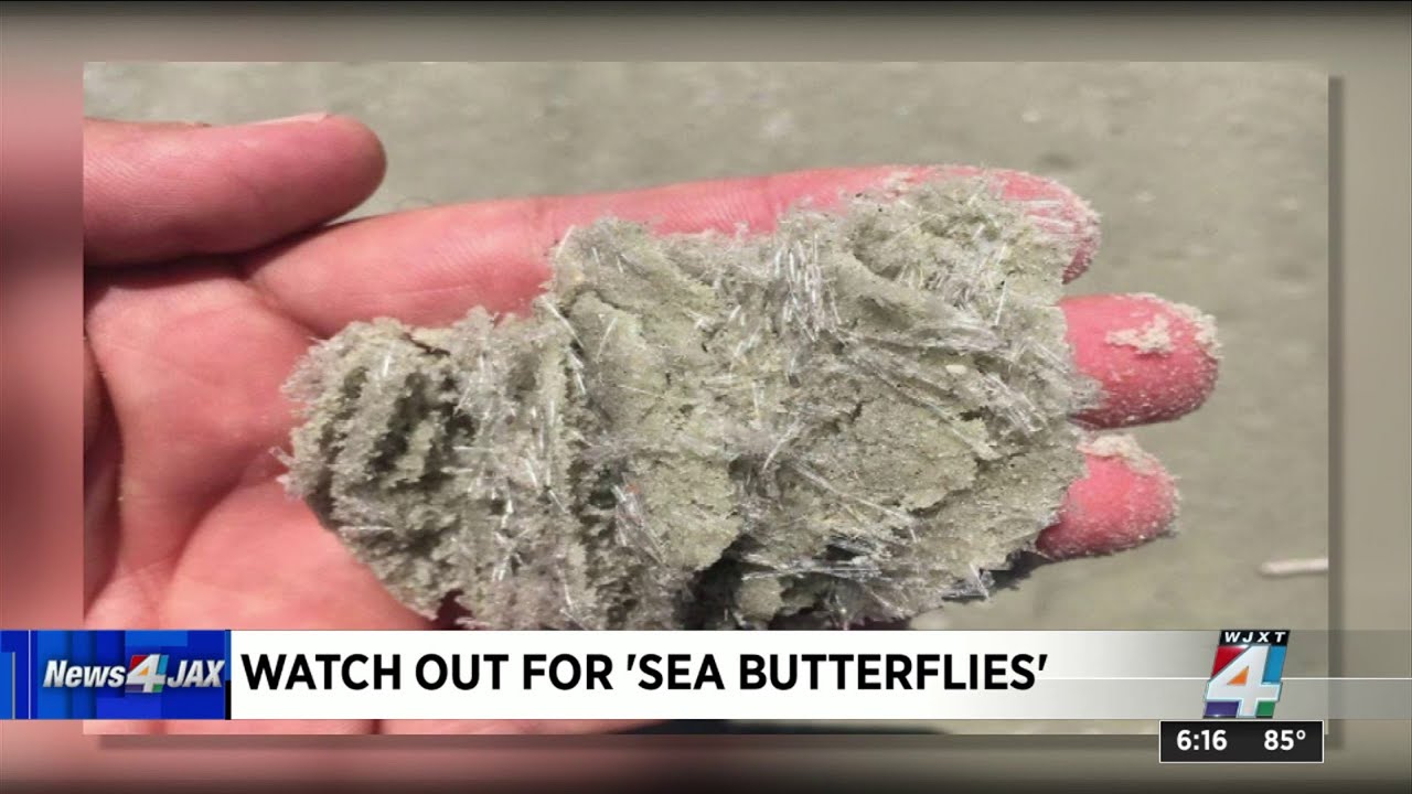 Warning for Swimmers: Watch Out for â€œSea Butterfliesâ€ | News4JAX