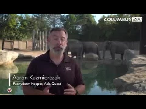 Baby Elephant Learns to Swim at Columbus Zoo | NBC4 Columbus
