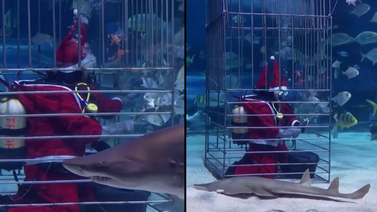 Why Is Santa Swimming With Sharks? | Inside Edition