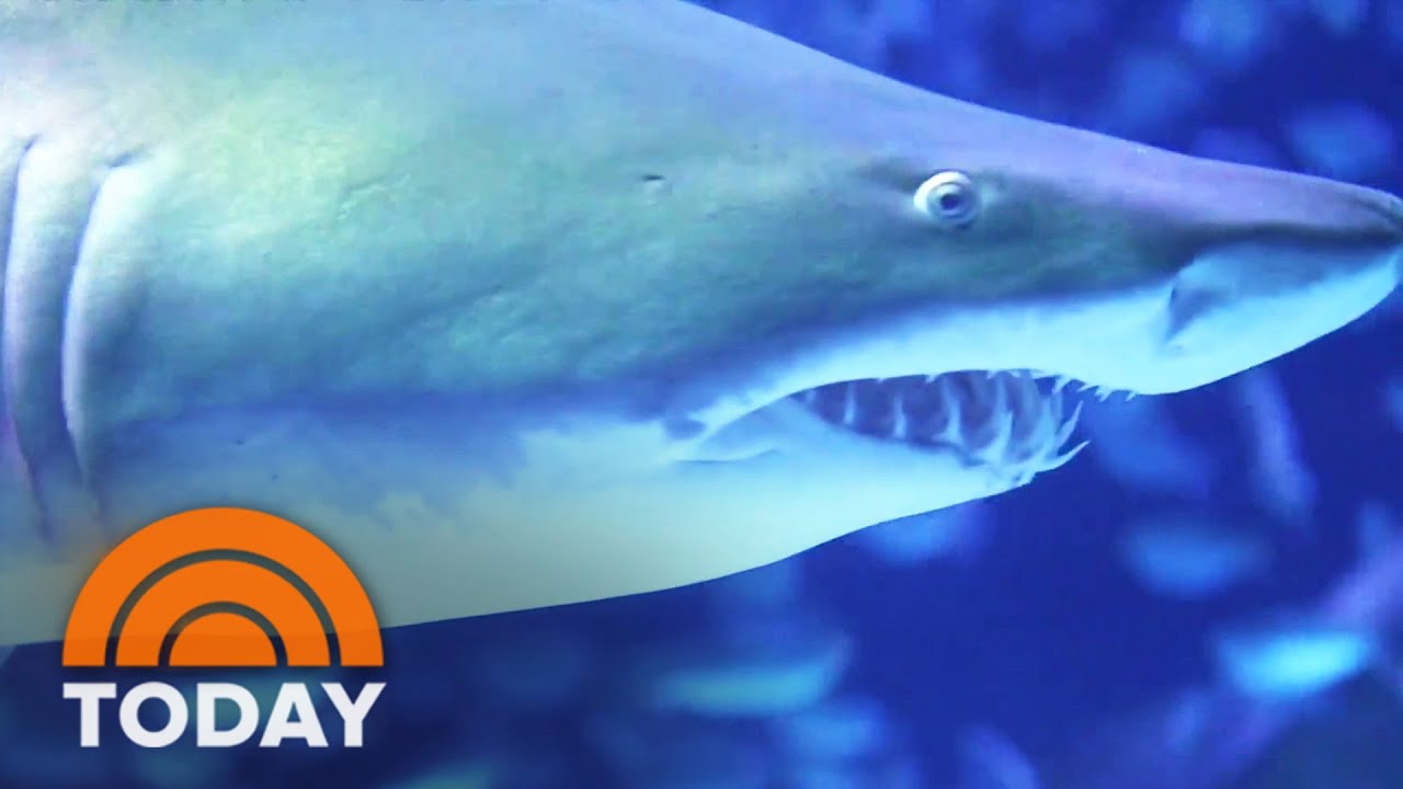 Peter And Kristen Swim With Sharks In An Up-Close Look At The Marine Predators | TODAY