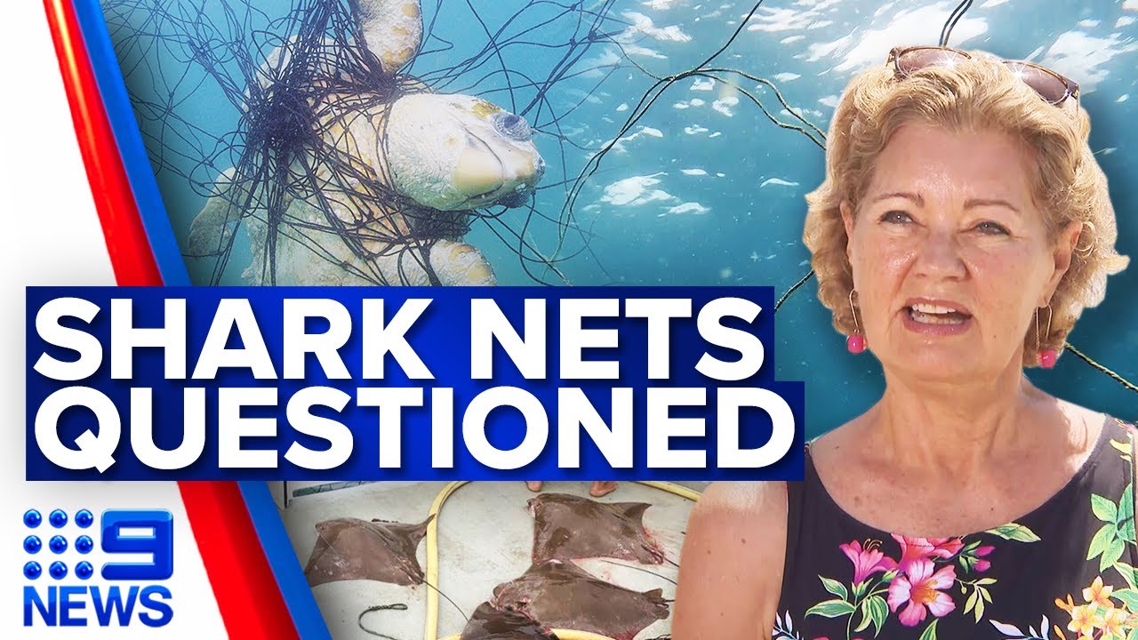 Effectiveness of Shark Nets Called Into Question After Fatal Attack | 9 News Australia