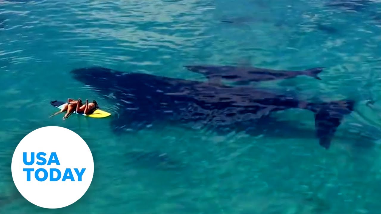 Paddleboarders Joined by Whale and Calf in Australia | USA Today