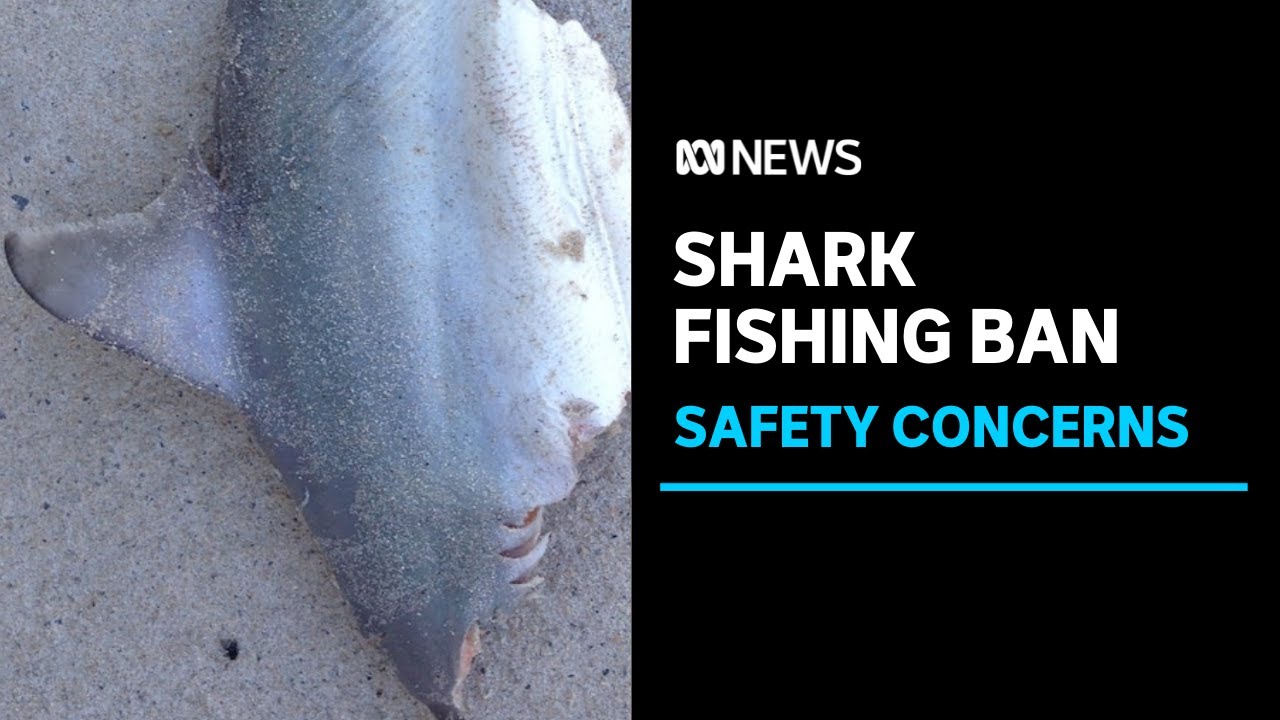 Shark Fishing Ban at Popular Beaches Over Fears Predators Being Attracted to Swim Spots | ABC News