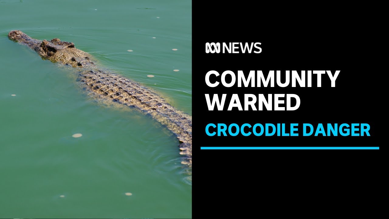 Too Close for Comfort – A Croc Cruises a Popular Swimming Spot | ABC News
