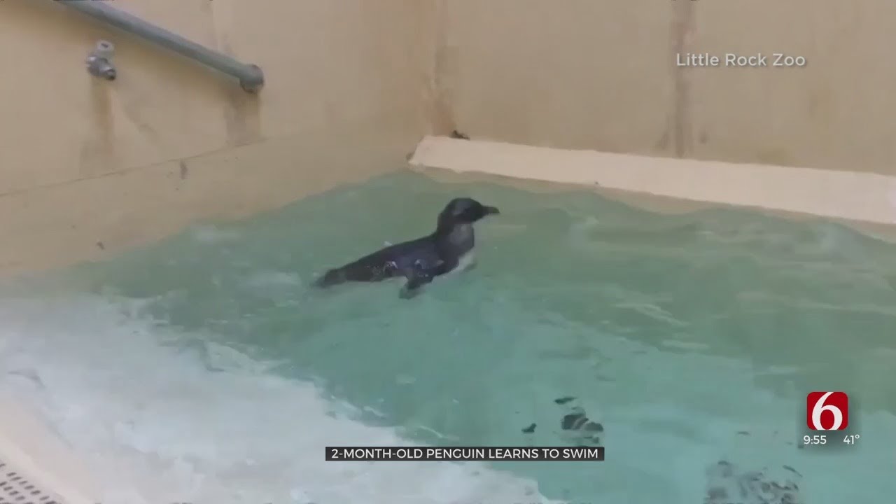 Watch: Little Rock Zoo Baby Penguin Learns To Swim | News On 6/KOTV