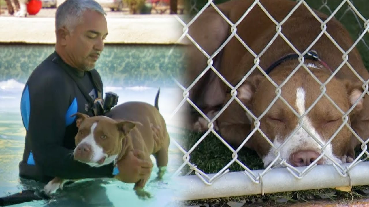 A Swim Calms Down This Energetic Pit Bull | Cesar 911 | Dabl