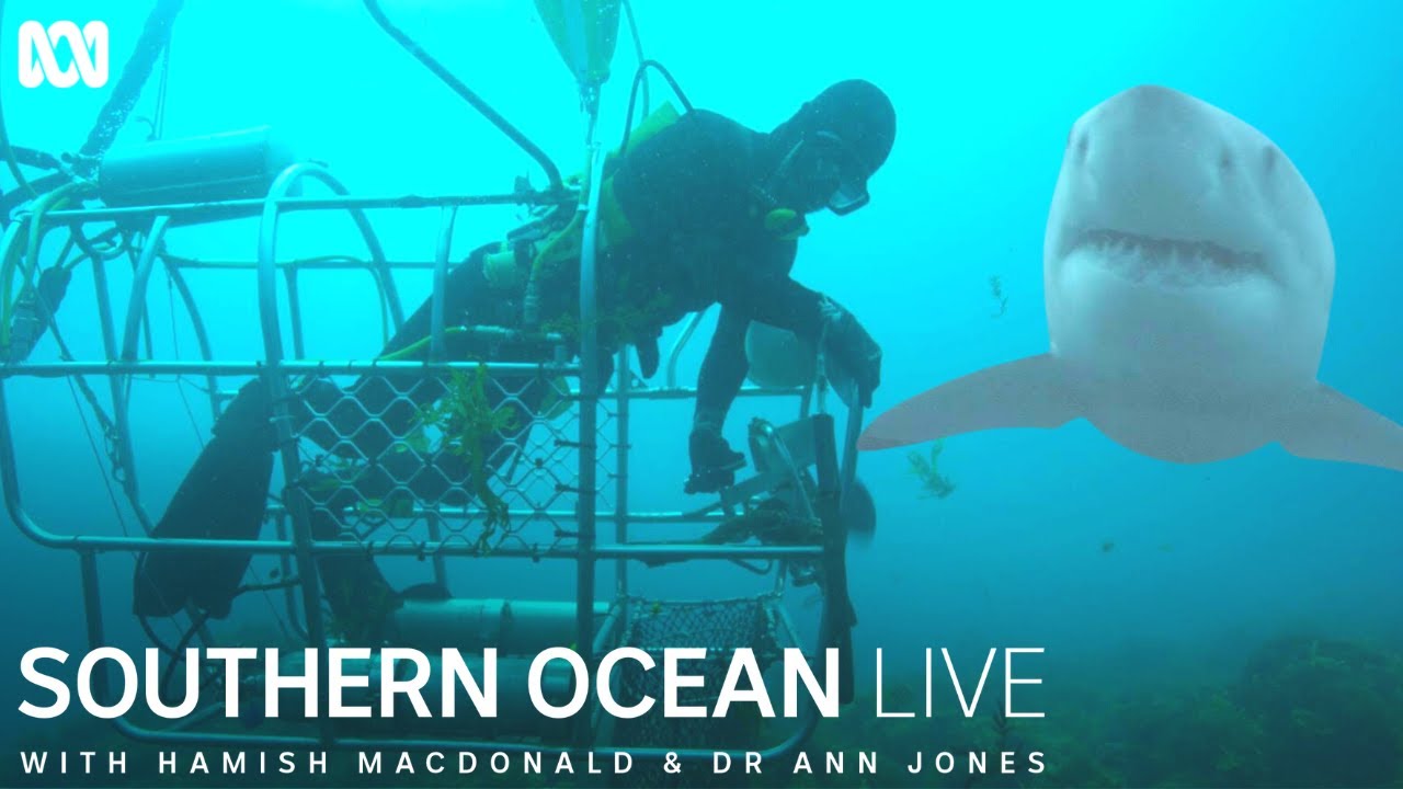 Abalone Divers Working in the Path of Great White Sharks | Southern Ocean Live | ABC TV