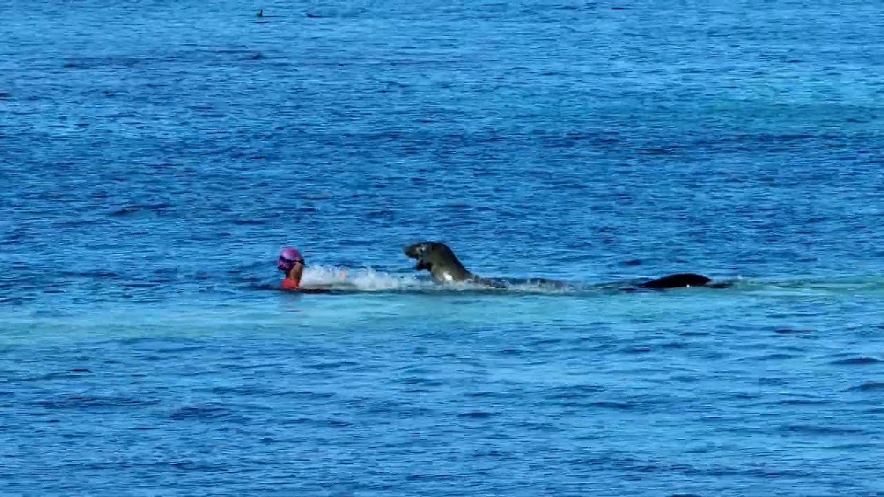 Swimmer’s Frightening Encounter With Seal Caught on Camera | GMA & Inside Edition