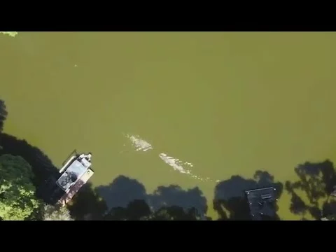 Drone Captures Moment Alligator Attacks Swimmer in Florida Lake | FOX 35 Orlando