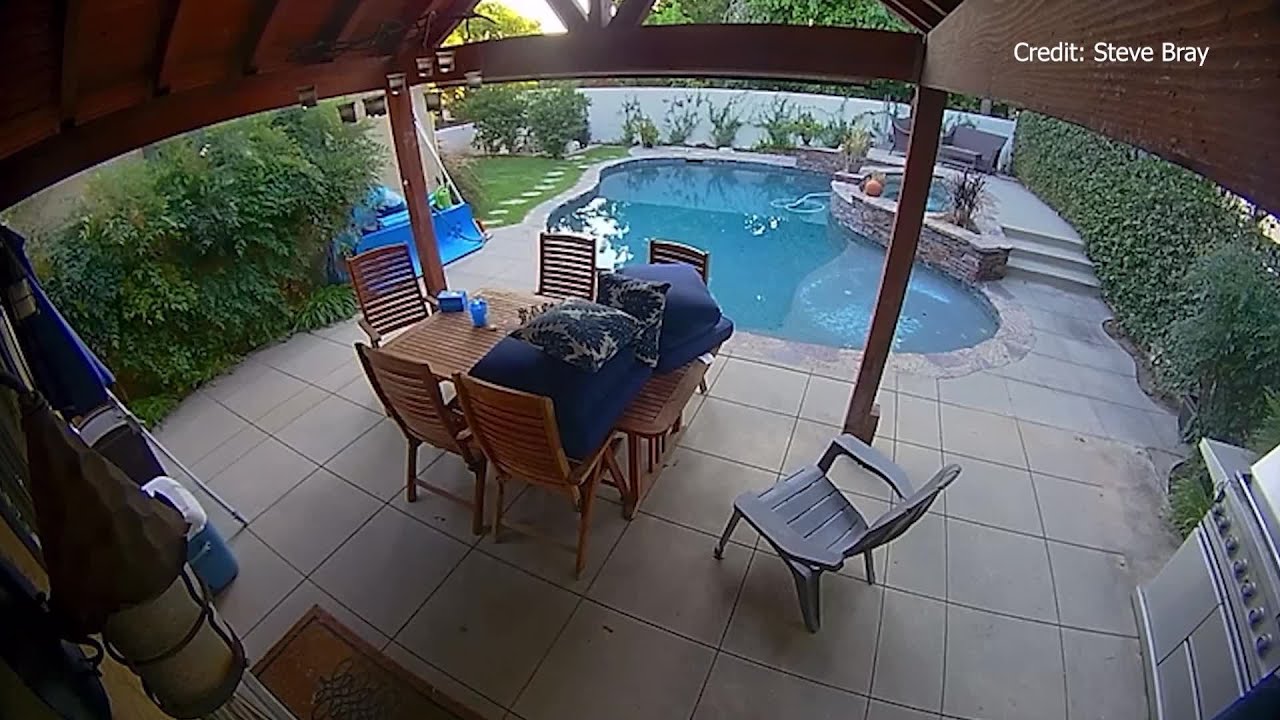 Bear Goes for Swim in Monrovia | KTLA 5