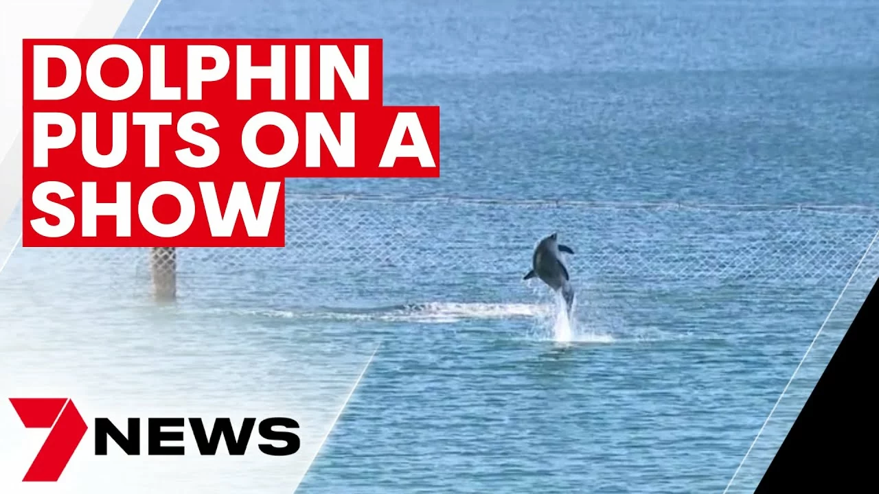 Dolphin Swimming Inside the Ramsgate Beach Swimming Baths | 7NEWS